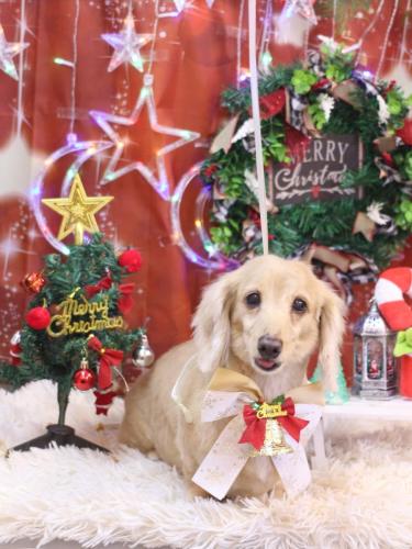 20231229グラちゃん